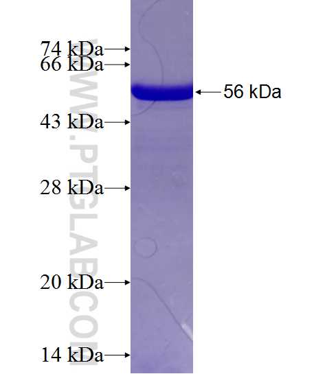 TDP-43 fusion protein Ag1231 SDS-PAGE