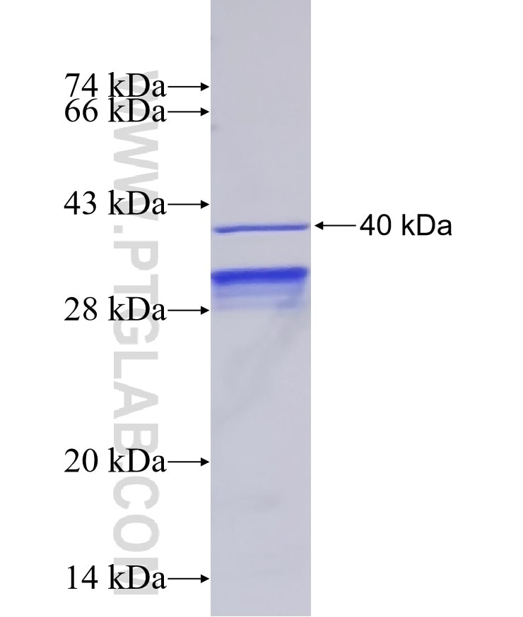TDP-43 fusion protein Ag4003 SDS-PAGE