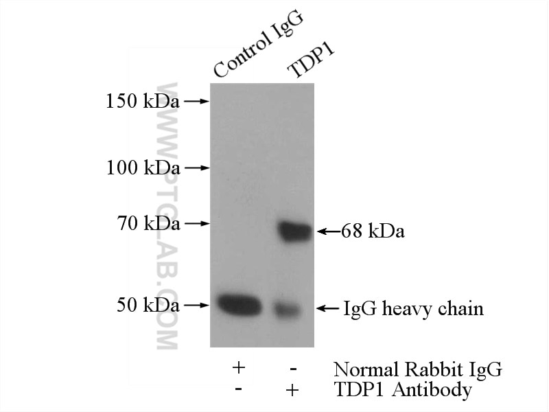 Immunoprecipitation (IP) experiment of HeLa cells using TDP1 Polyclonal antibody (10641-1-AP)