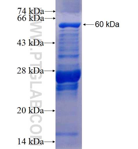 TDP1 fusion protein Ag0964 SDS-PAGE