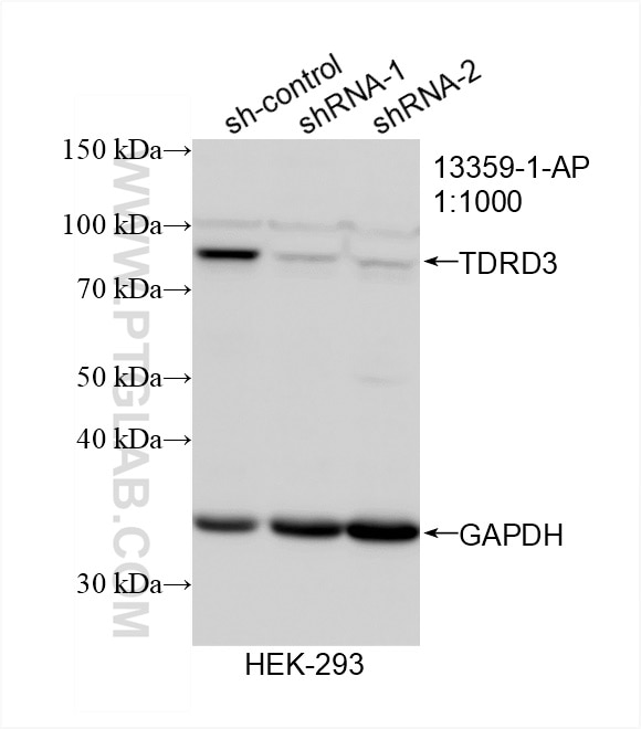 Western Blot (WB) analysis of HEK-293 cells using TDRD3 Polyclonal antibody (13359-1-AP)