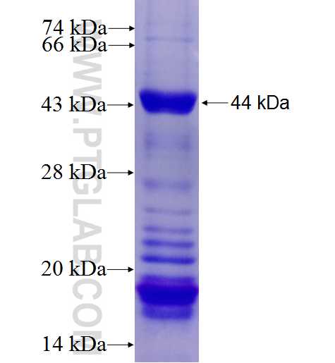 TDRD3 fusion protein Ag4351 SDS-PAGE