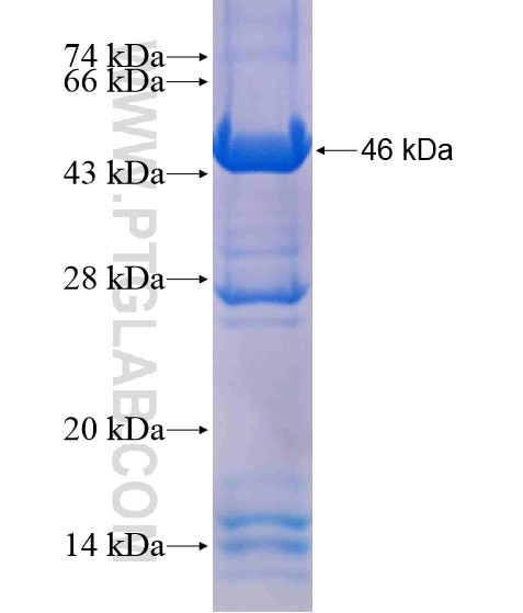 TDRD5 fusion protein Ag18896 SDS-PAGE