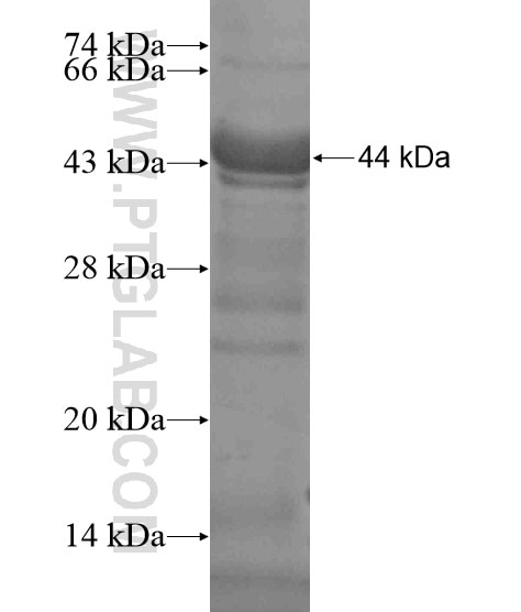TDRD9 fusion protein Ag19070 SDS-PAGE