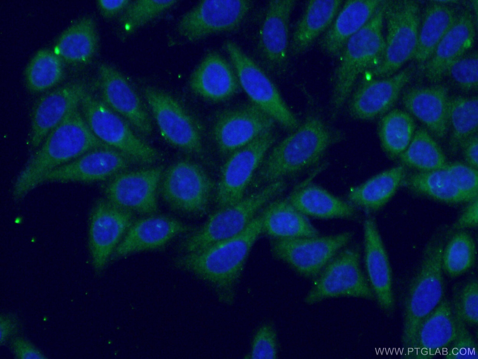 Immunofluorescence (IF) / fluorescent staining of HepG2 cells using TDRKH Monoclonal antibody (66845-1-Ig)