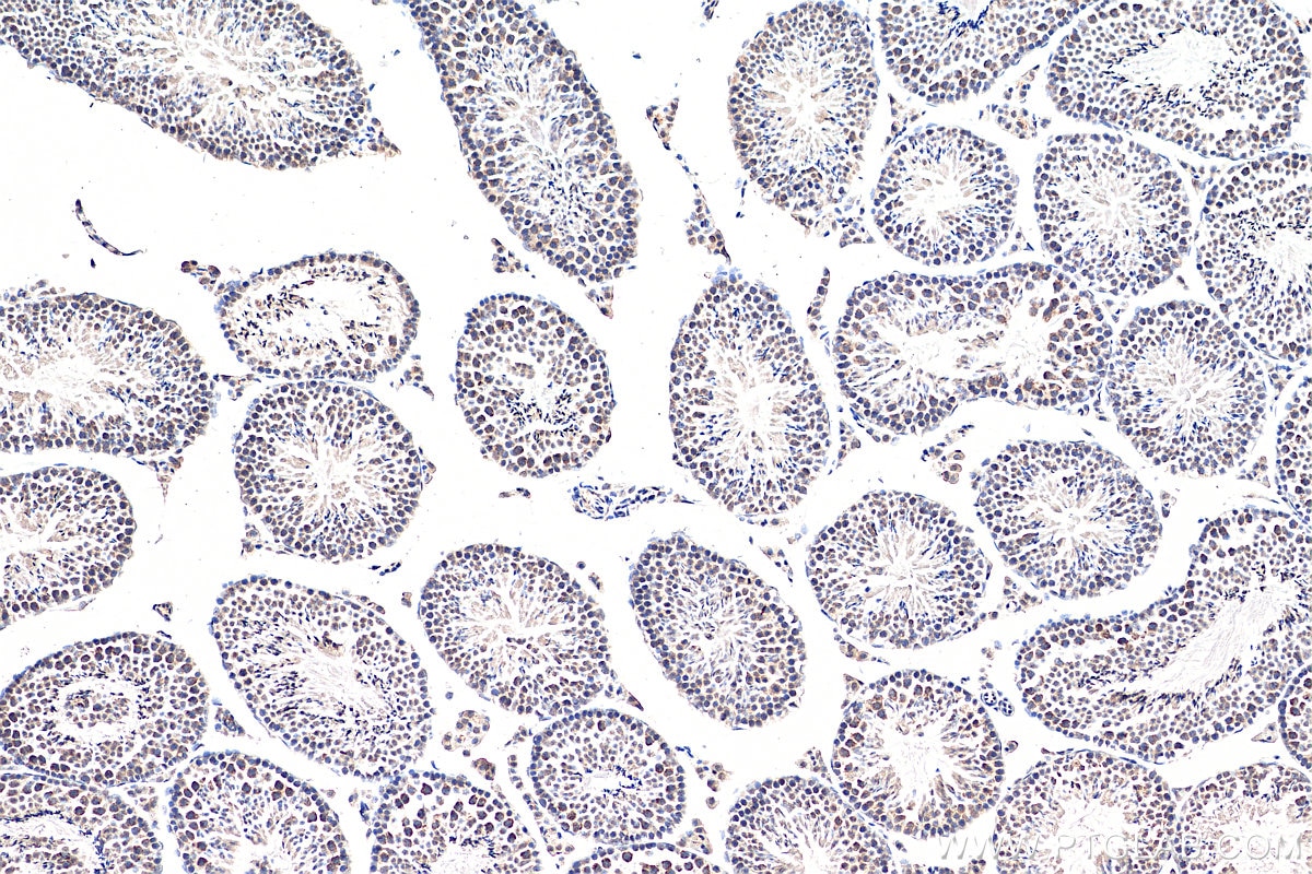 Immunohistochemistry (IHC) staining of mouse testis tissue using TDRKH Monoclonal antibody (66845-1-Ig)