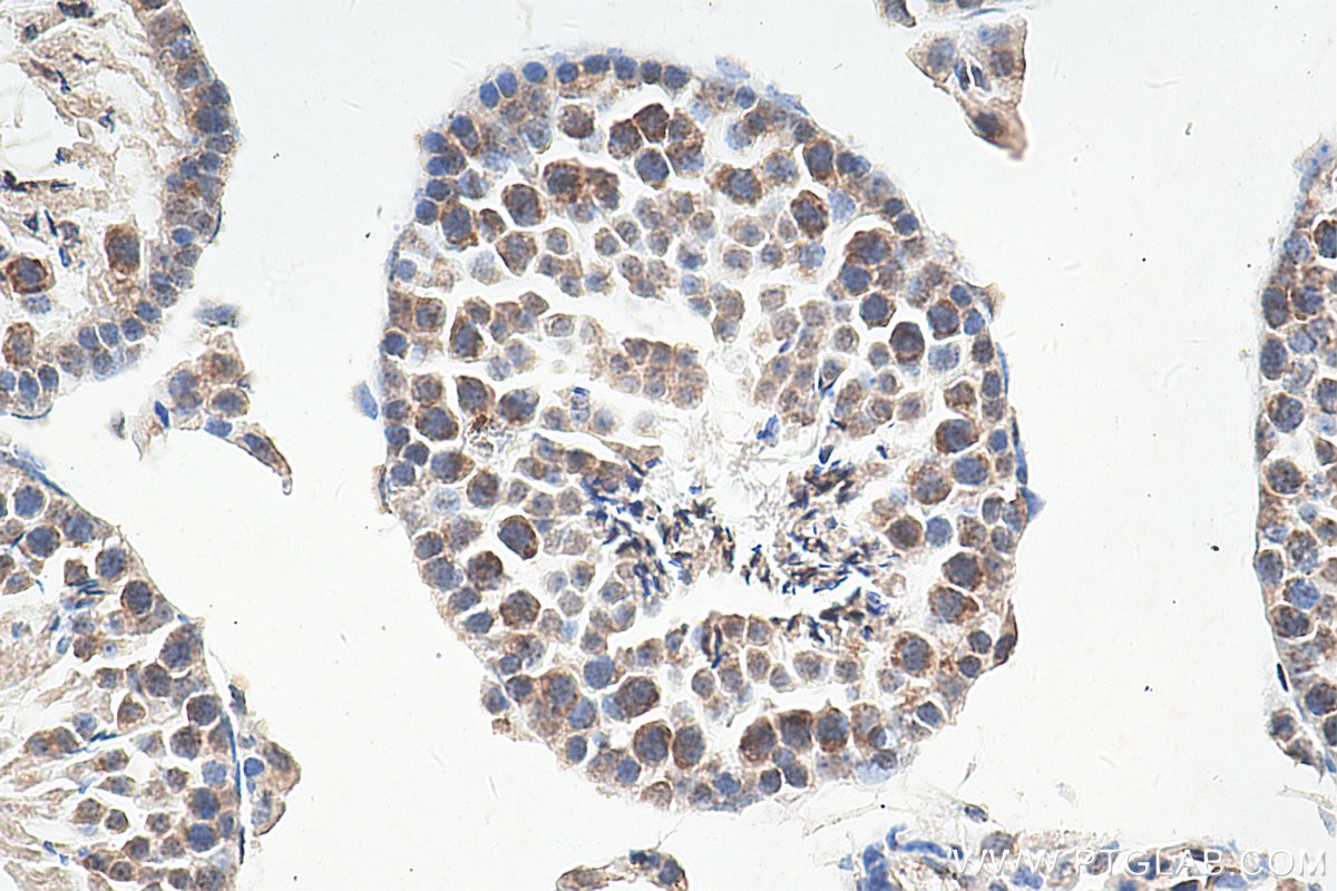 Immunohistochemistry (IHC) staining of mouse testis tissue using TDRKH Monoclonal antibody (66845-1-Ig)