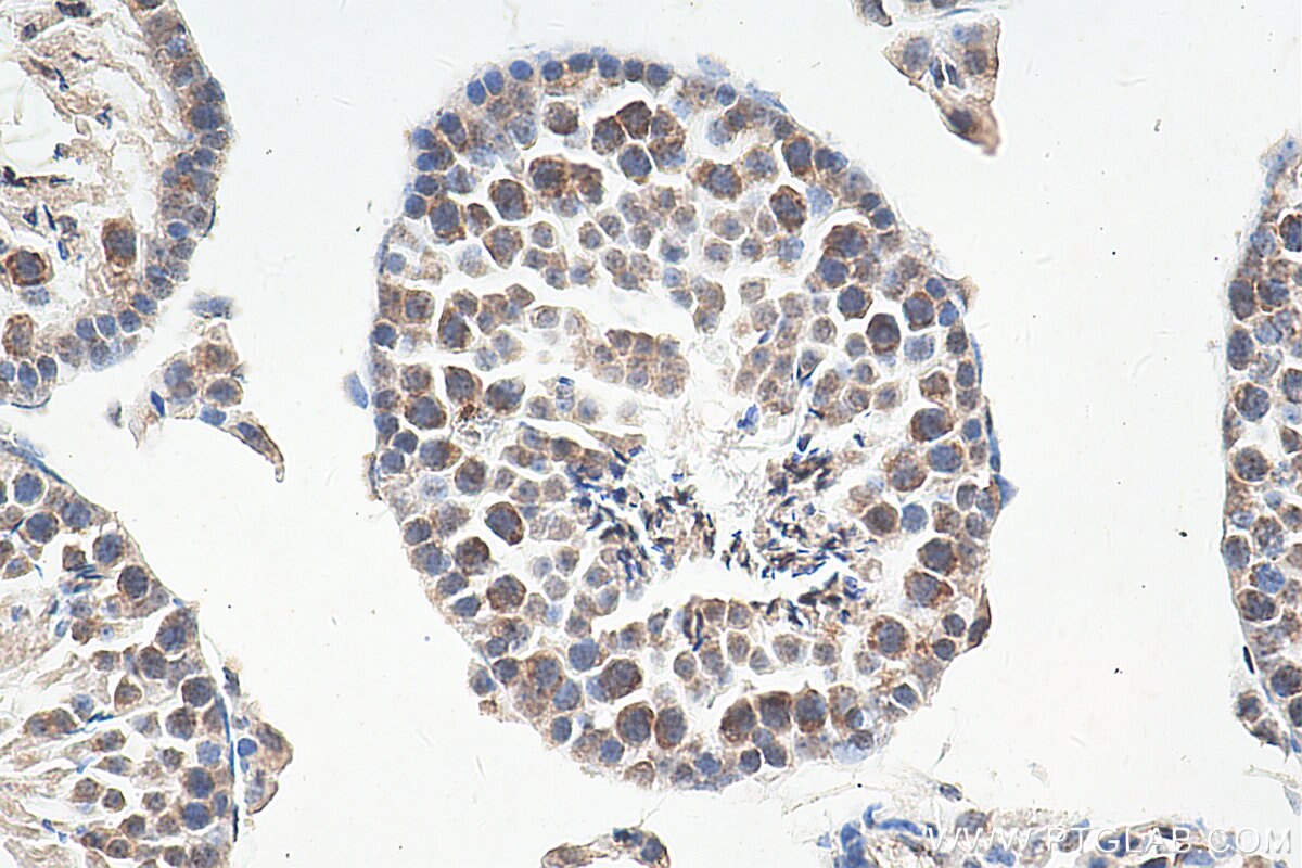 Immunohistochemistry (IHC) staining of mouse testis tissue using TDRKH Monoclonal antibody (66845-1-Ig)