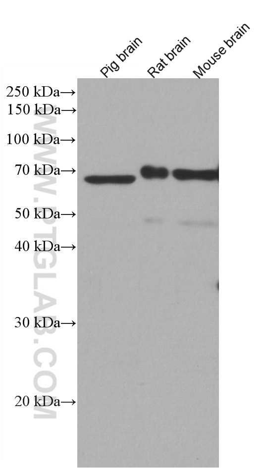 Western Blot (WB) analysis of various lysates using TDRKH Monoclonal antibody (66845-1-Ig)