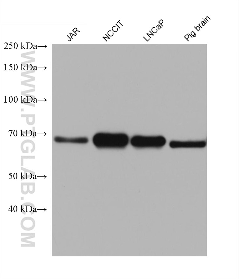 Western Blot (WB) analysis of various lysates using TDRKH Monoclonal antibody (66845-1-Ig)