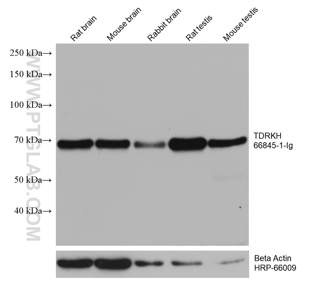 Western Blot (WB) analysis of various lysates using TDRKH Monoclonal antibody (66845-1-Ig)