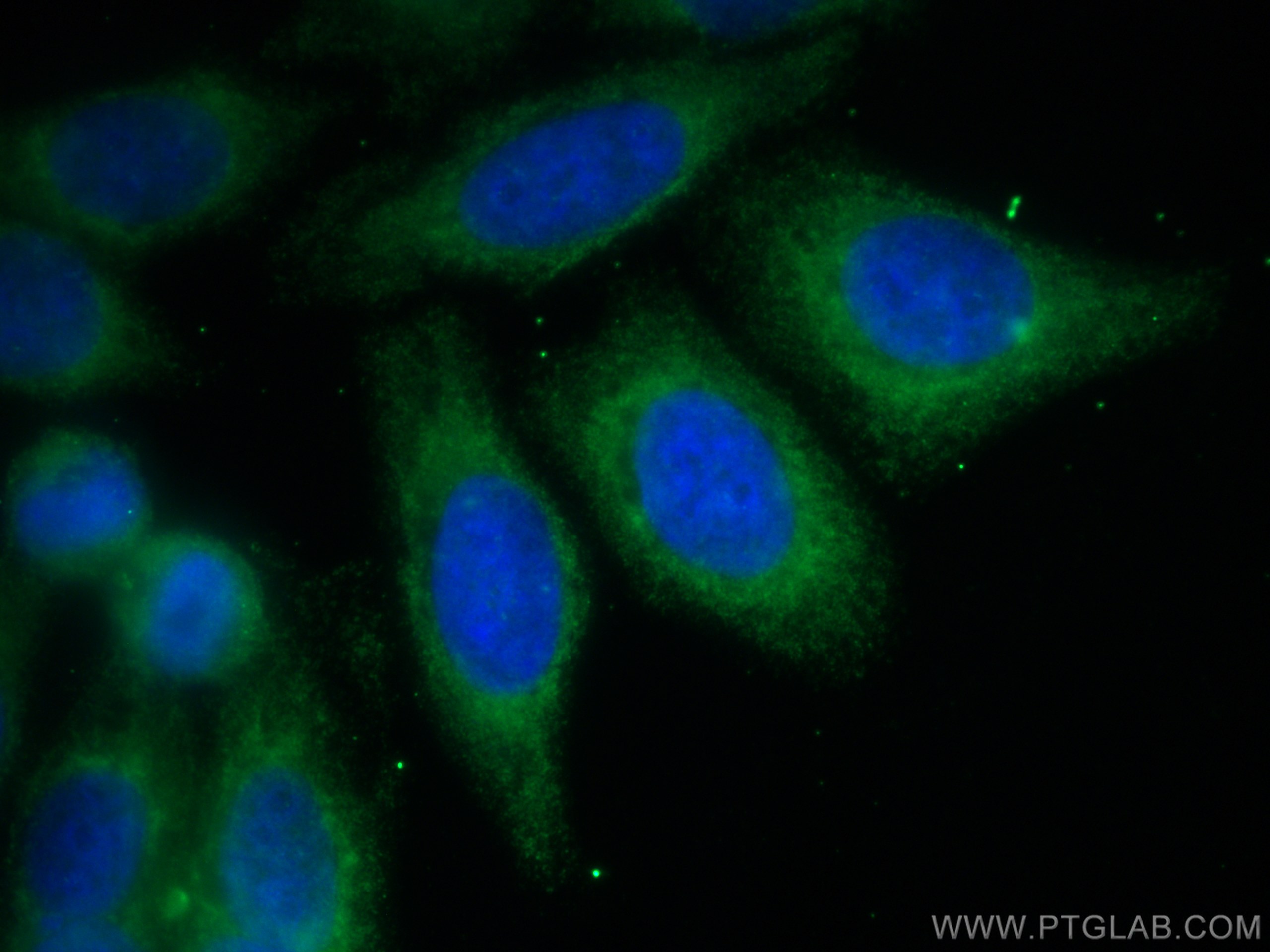 Immunofluorescence (IF) / fluorescent staining of HepG2 cells using CoraLite® Plus 488-conjugated TDRKH Monoclonal ant (CL488-66845)