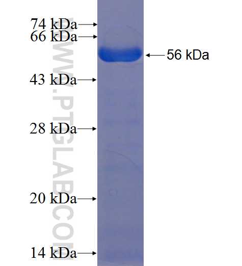 TDRKH fusion protein Ag4720 SDS-PAGE