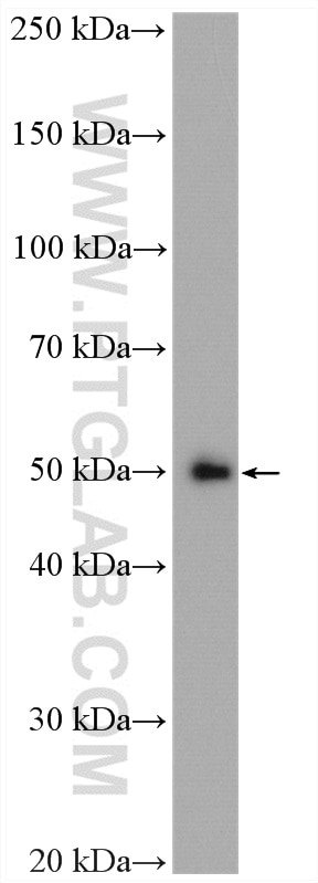 Western Blot (WB) analysis of A375 cells using TEAD1 Polyclonal antibody (13283-1-AP)