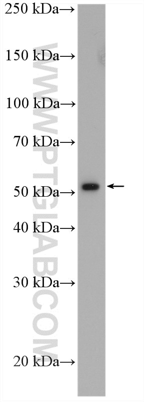 Western Blot (WB) analysis of BGC-823 cells using TEAD1 Polyclonal antibody (13283-1-AP)