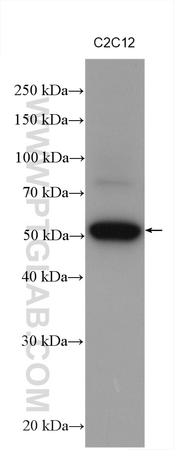 Western Blot (WB) analysis of various lysates using TEAD1 Polyclonal antibody (13283-1-AP)