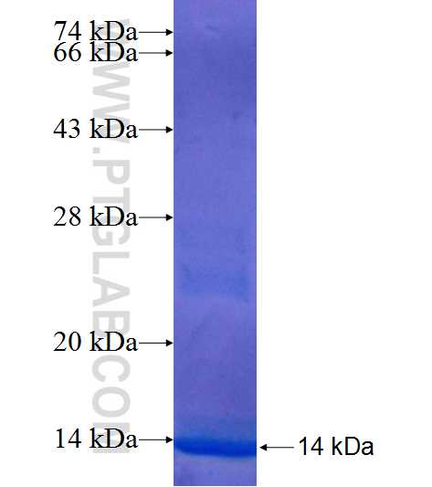 TEAD1 fusion protein Ag24624 SDS-PAGE