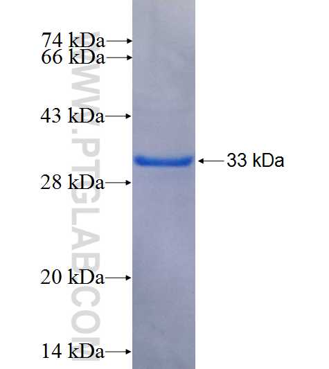 TEAD1 fusion protein Ag4082 SDS-PAGE