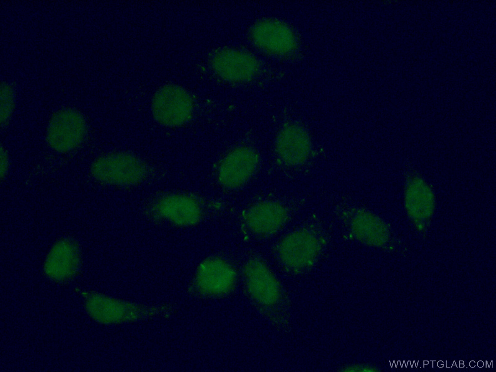 Immunofluorescence (IF) / fluorescent staining of MCF-7 cells using TEAD3 Polyclonal antibody (13120-1-AP)