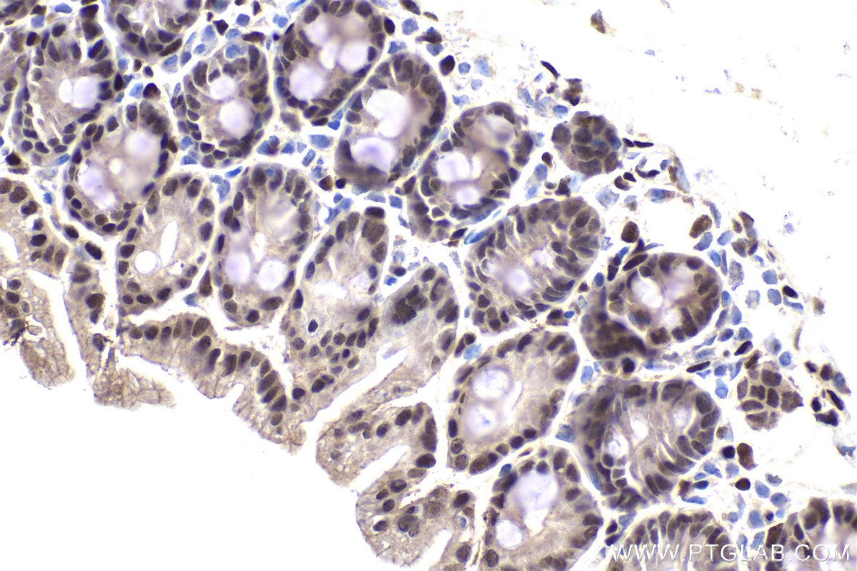 Immunohistochemistry (IHC) staining of mouse small intestine tissue using TEAD3 Polyclonal antibody (13120-1-AP)