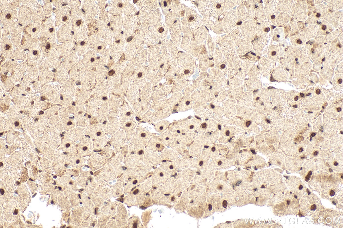 Immunohistochemical analysis of paraffin-embedded rat heart tissue slide using 13120-1-AP (TEAD3 antibody) at dilution of 1:400 (under 40x lens). Heat mediated antigen retrieval with Tris-EDTA buffer (pH 9.0). Immunohistochemistry (IHC) staining of rat heart tissue using TEAD3 Polyclonal antibody (13120-1-AP)
