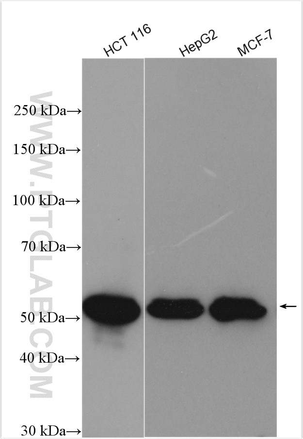Western Blot (WB) analysis of various lysates using TEAD3 Polyclonal antibody (13120-1-AP)