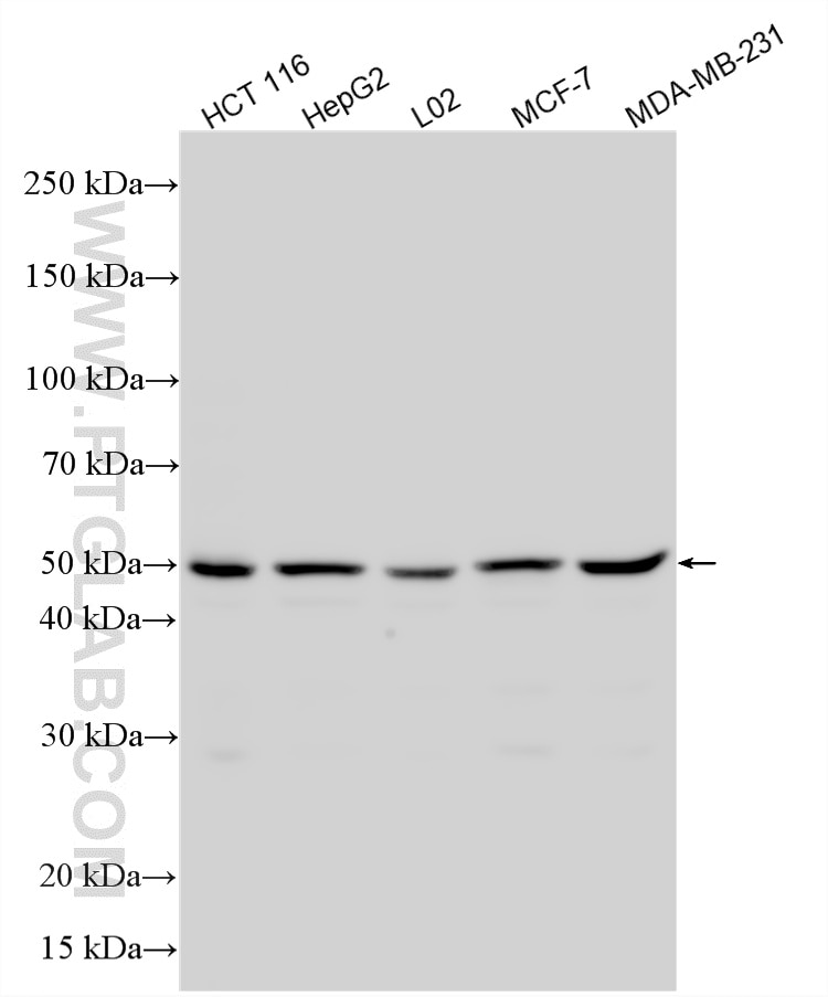 Western Blot (WB) analysis of various lysates using TEAD3 Polyclonal antibody (13120-1-AP)