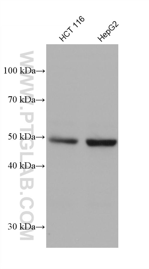 Western Blot (WB) analysis of various lysates using TEAD3 Monoclonal antibody (68464-1-Ig)