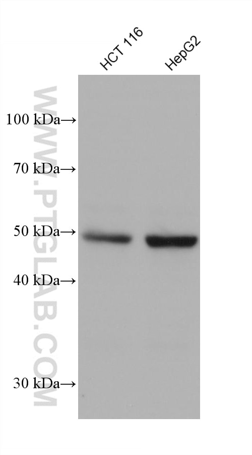 WB analysis using 68464-1-Ig