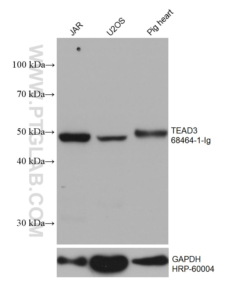 Western Blot (WB) analysis of various lysates using TEAD3 Monoclonal antibody (68464-1-Ig)