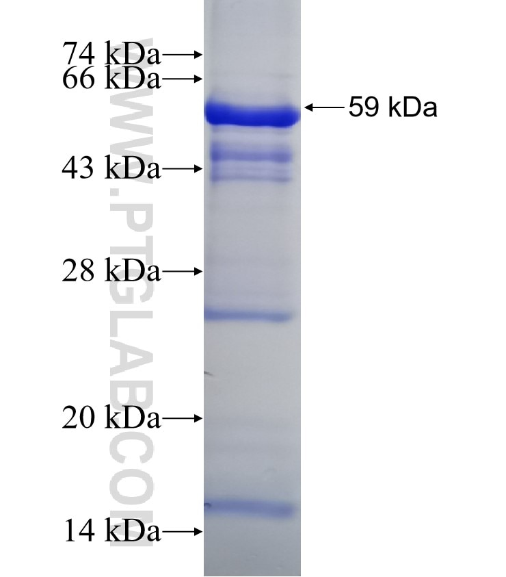TEAD3 fusion protein Ag3875 SDS-PAGE