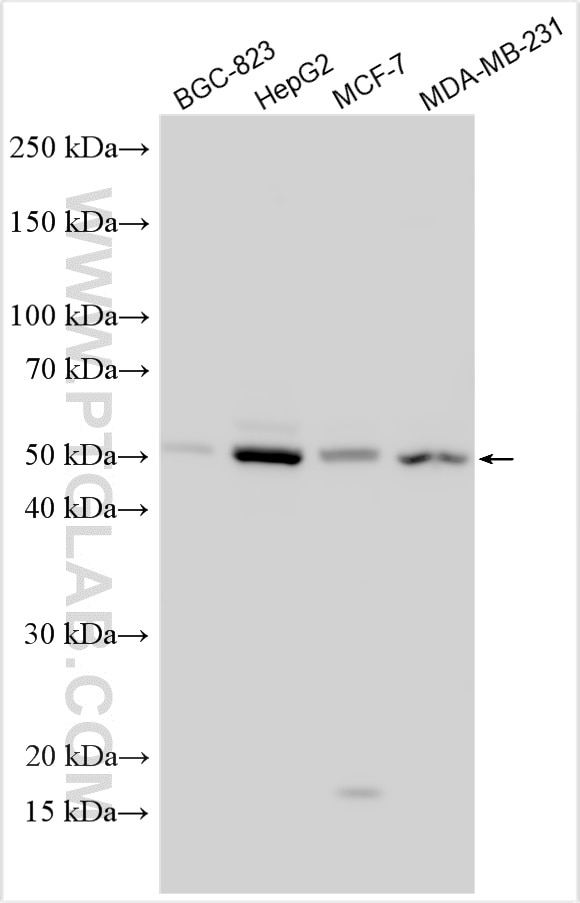 Western Blot (WB) analysis of various lysates using TEAD4 Polyclonal antibody (12418-1-AP)