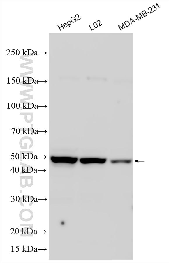 Western Blot (WB) analysis of various lysates using TEAD4 Polyclonal antibody (12418-1-AP)