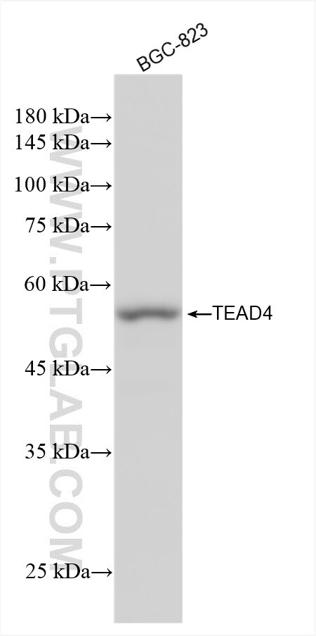 Western Blot (WB) analysis of BGC-823 cells using TEAD4 Recombinant antibody (84932-4-RR)