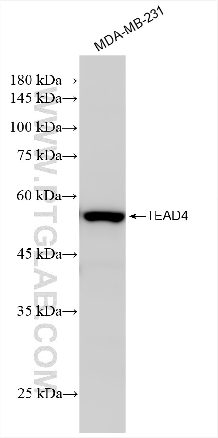 Western Blot (WB) analysis of MDA-MB-231 cells using TEAD4 Recombinant antibody (84932-4-RR)