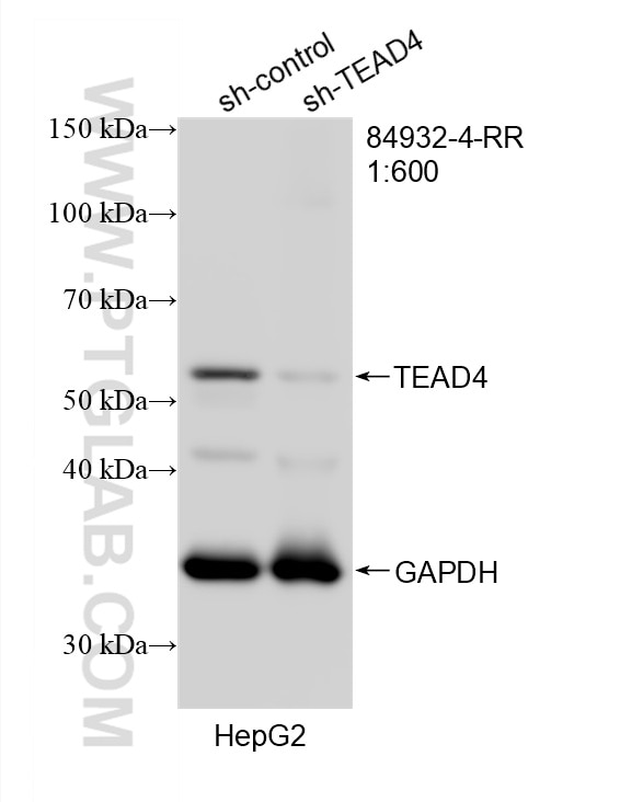 Western Blot (WB) analysis of HepG2 cells using TEAD4 Recombinant monoclonal antibody (84932-4-RR)