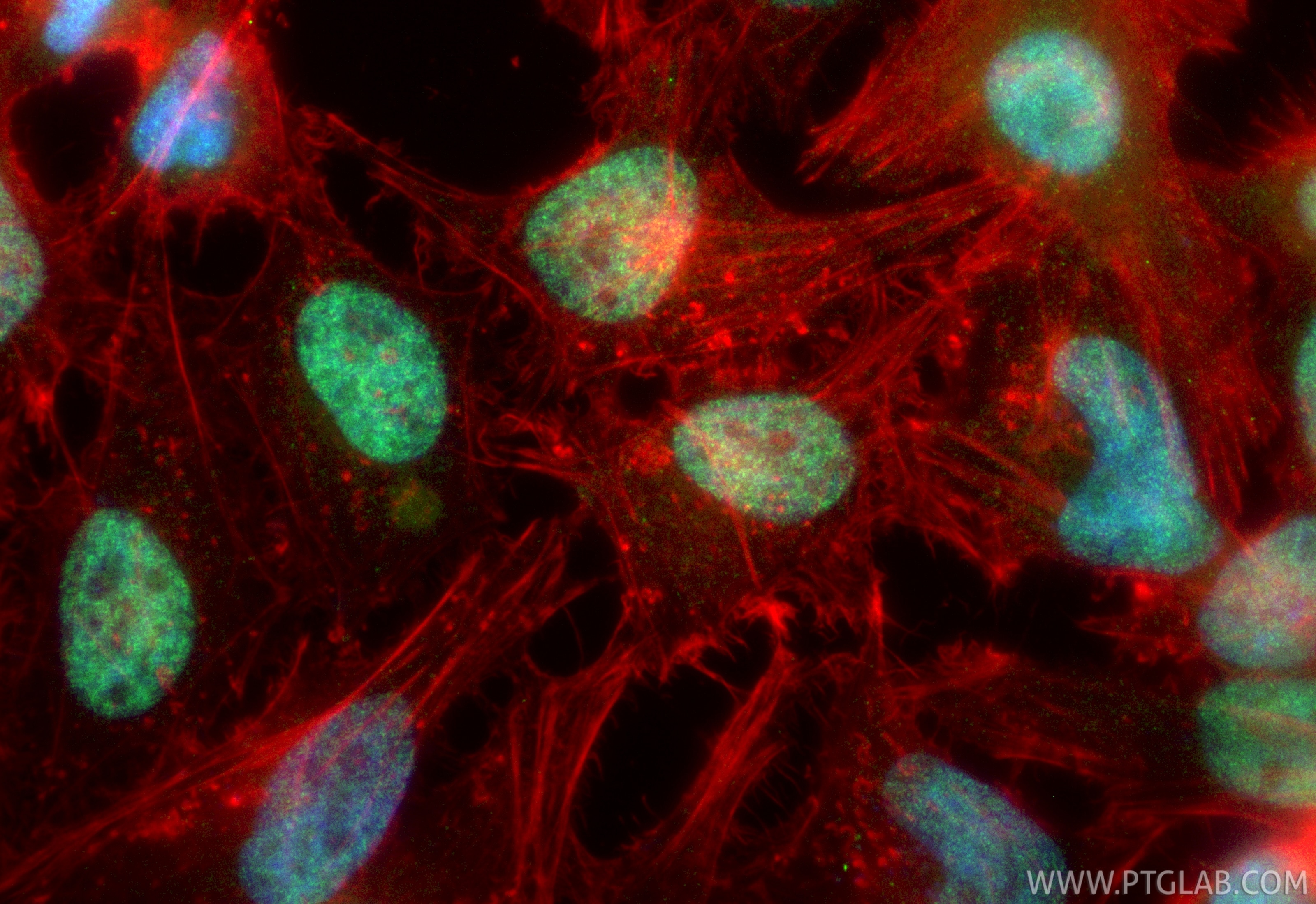 Immunofluorescence (IF) / fluorescent staining of HeLa cells using CoraLite® Plus 488-conjugated TEAD4 Recombinant an (CL488-84932-4)