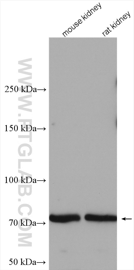 WB analysis using 18085-1-AP