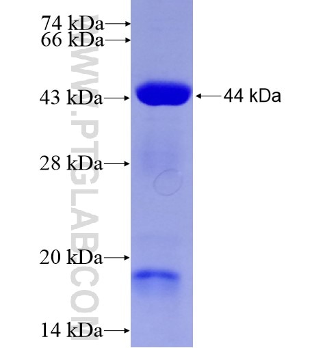 TEC fusion protein Ag12554 SDS-PAGE