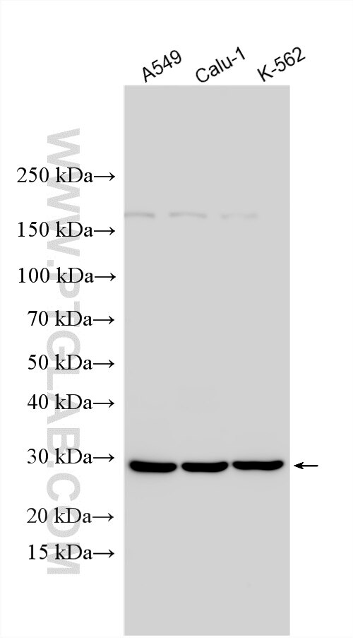 WB analysis using 31975-1-AP (same clone as 31975-1-PBS) Western Blot (WB) analysis of various lysates using TEF Polyclonal antibody (31975-1-AP)