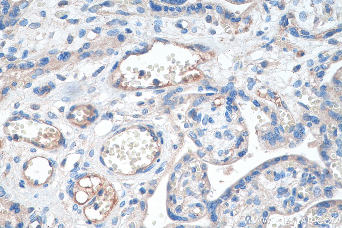 IHC staining of human placenta using 19157-1-AP