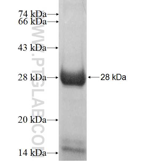 TEK fusion protein Ag10925 SDS-PAGE
