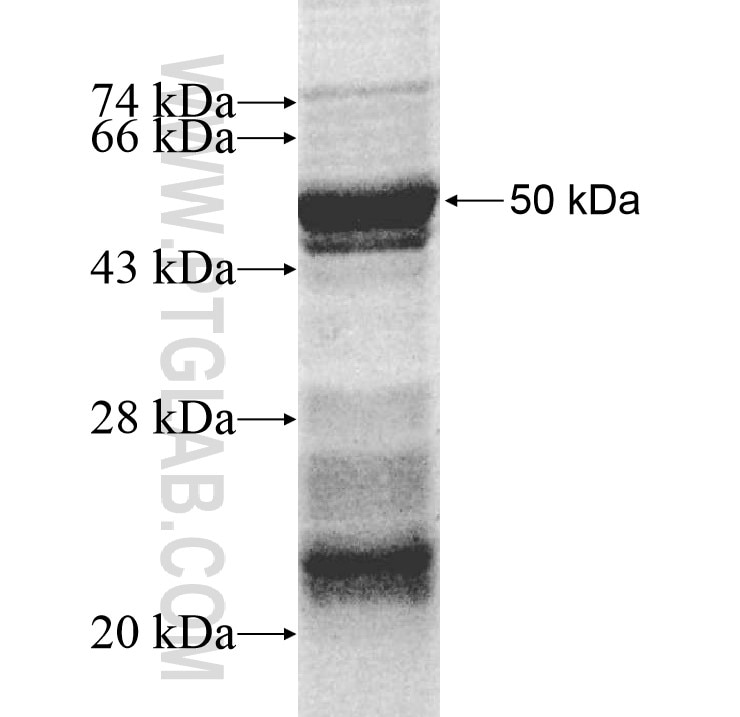 TEK fusion protein Ag11053 SDS-PAGE
