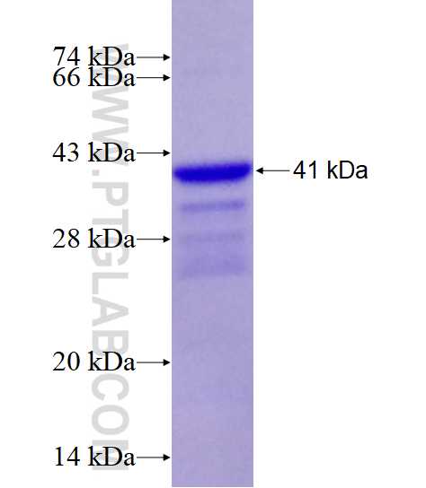 TEK fusion protein Ag13523 SDS-PAGE