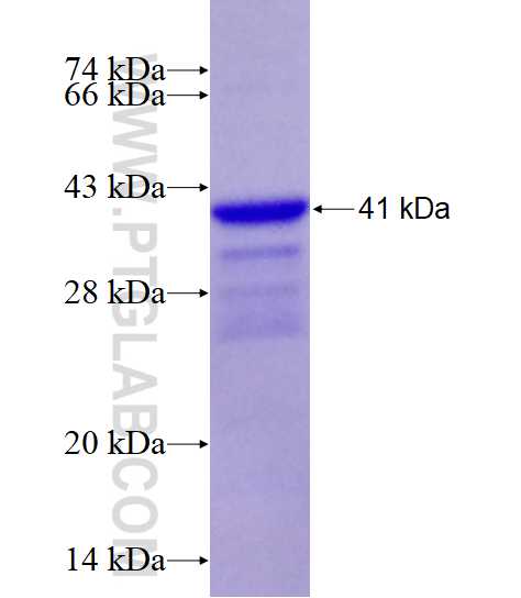 TEK fusion protein Ag13523 SDS-PAGE