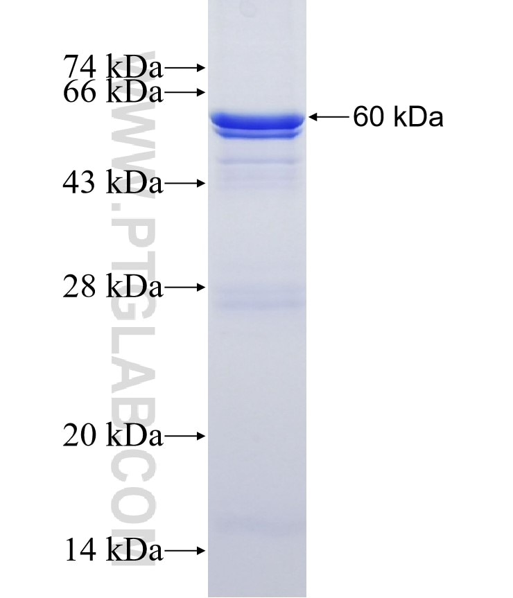 TEK fusion protein Ag4032 SDS-PAGE
