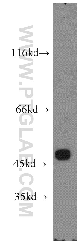 Western Blot (WB) analysis of mouse testis tissue using TEKT1 Polyclonal antibody (13969-1-AP)