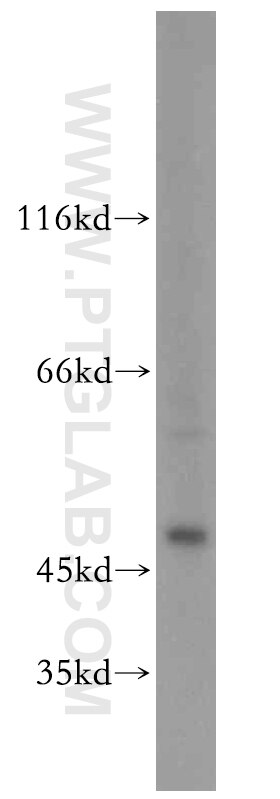 Western Blot (WB) analysis of mouse testis tissue using TEKT1 Polyclonal antibody (13969-1-AP)