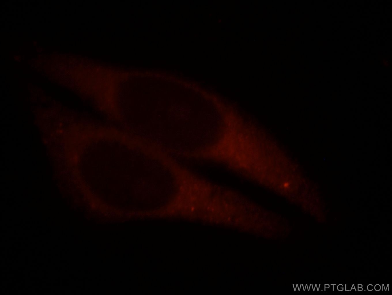 Immunofluorescence (IF) / fluorescent staining of HepG2 cells using TEKT1 Polyclonal antibody (18968-1-AP)