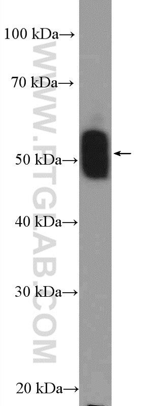 Western Blot (WB) analysis of rat testis tissue using TEKT1 Polyclonal antibody (18968-1-AP)